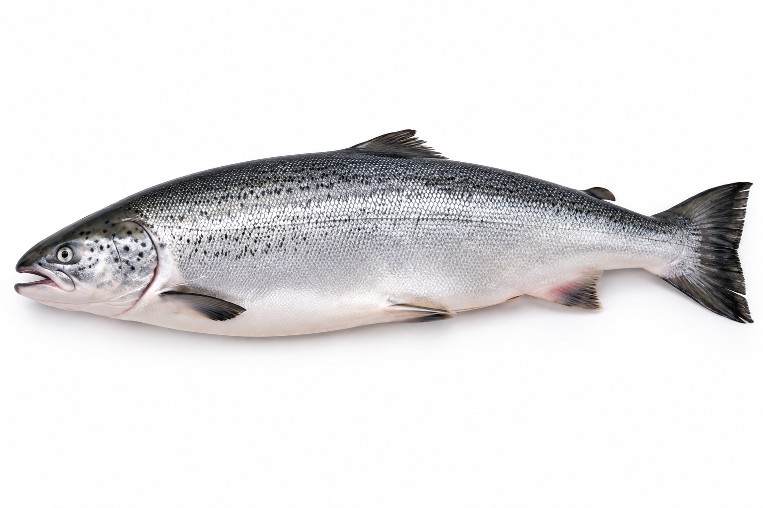 Fresh Norwegian salmon